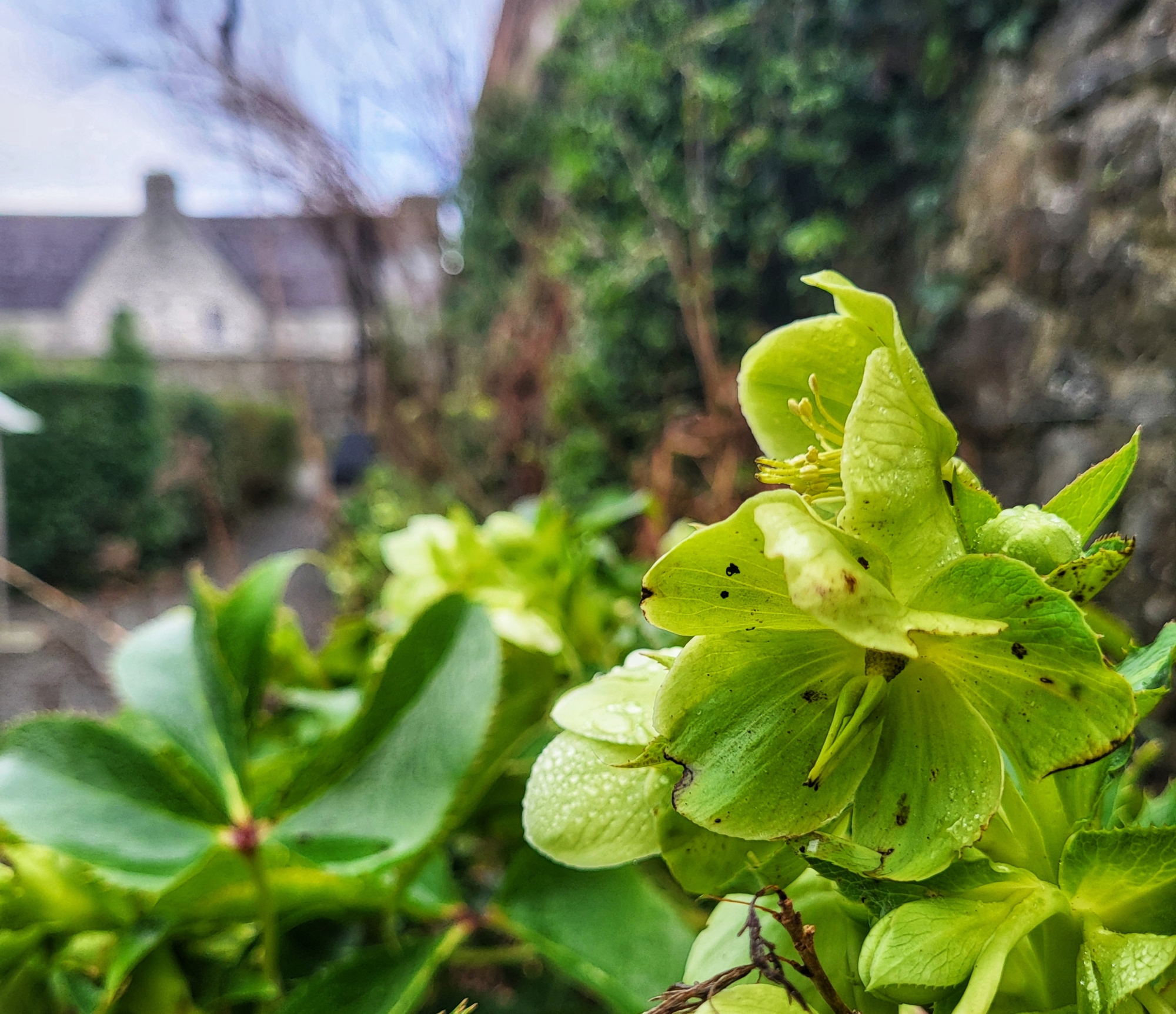 Hellebores