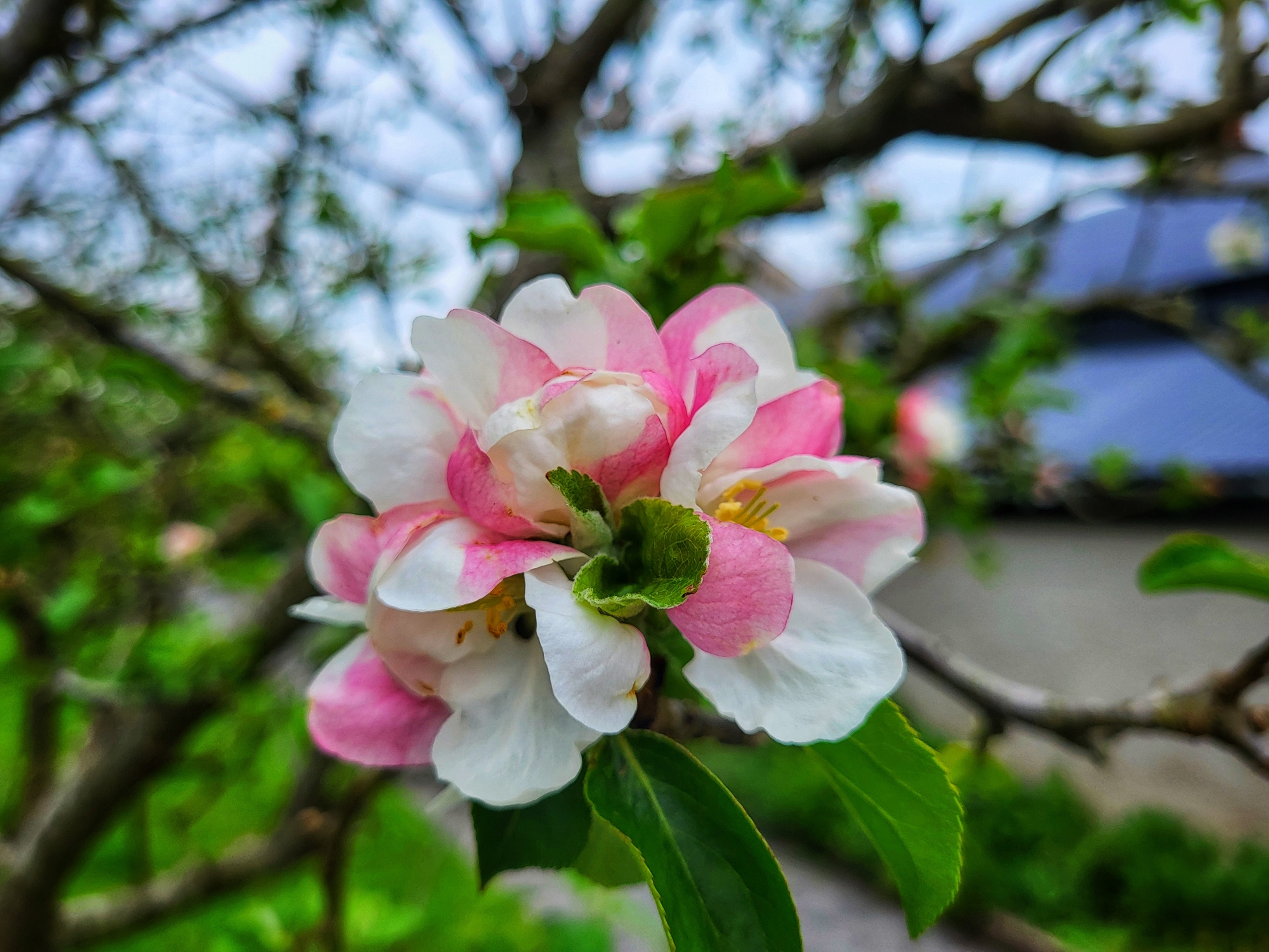 Apple Blossom (2)