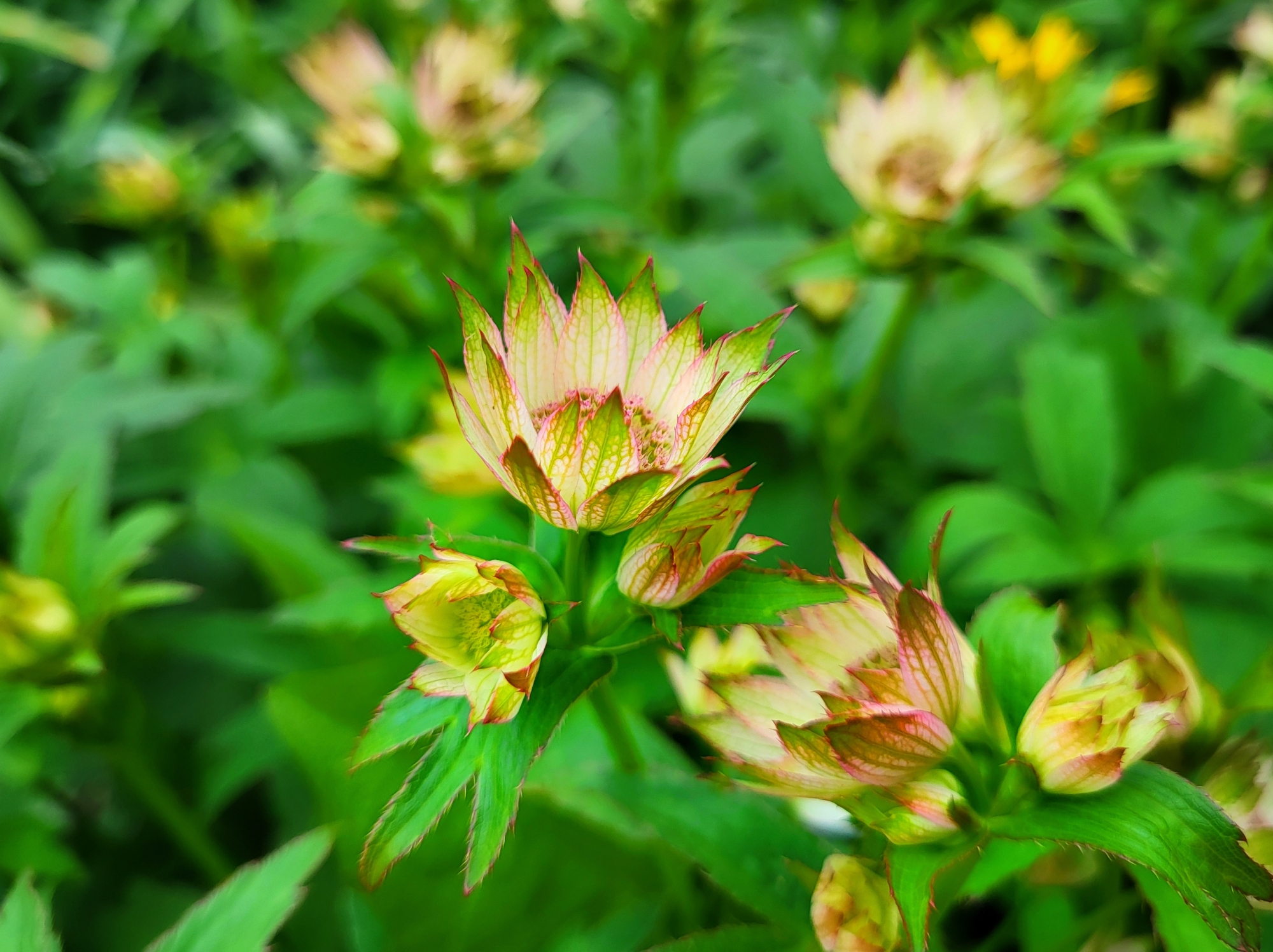 Astrantia 2