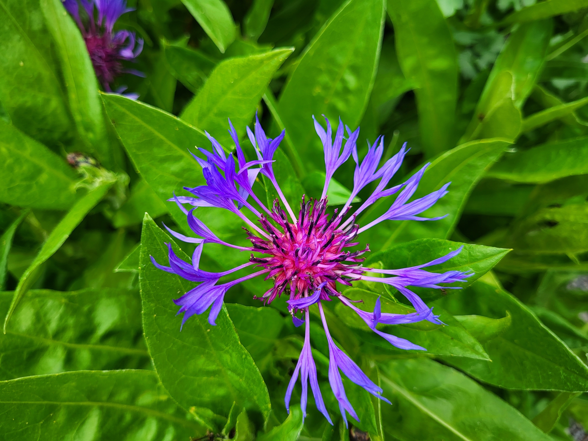 Cornflower