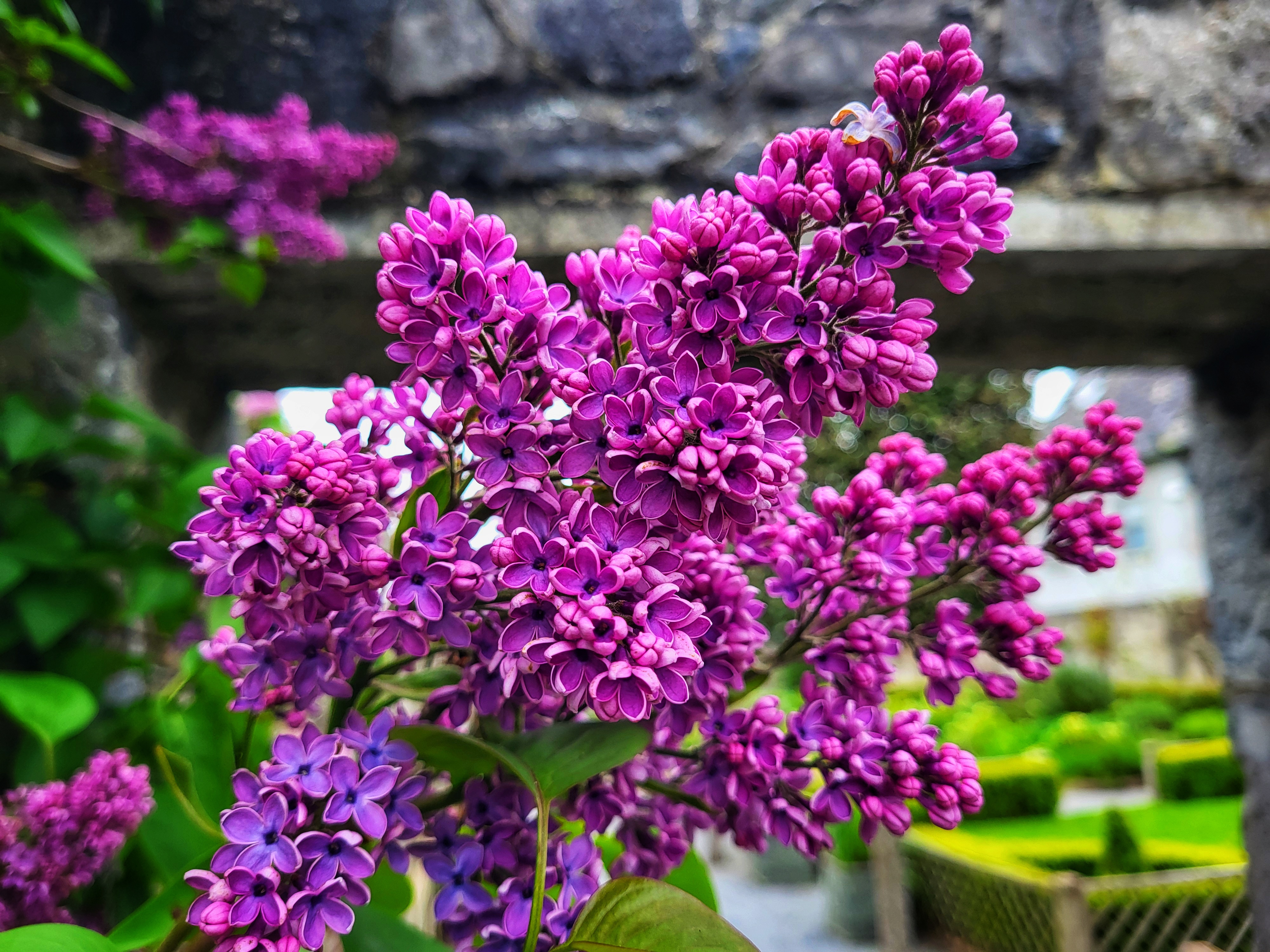 Lilac
