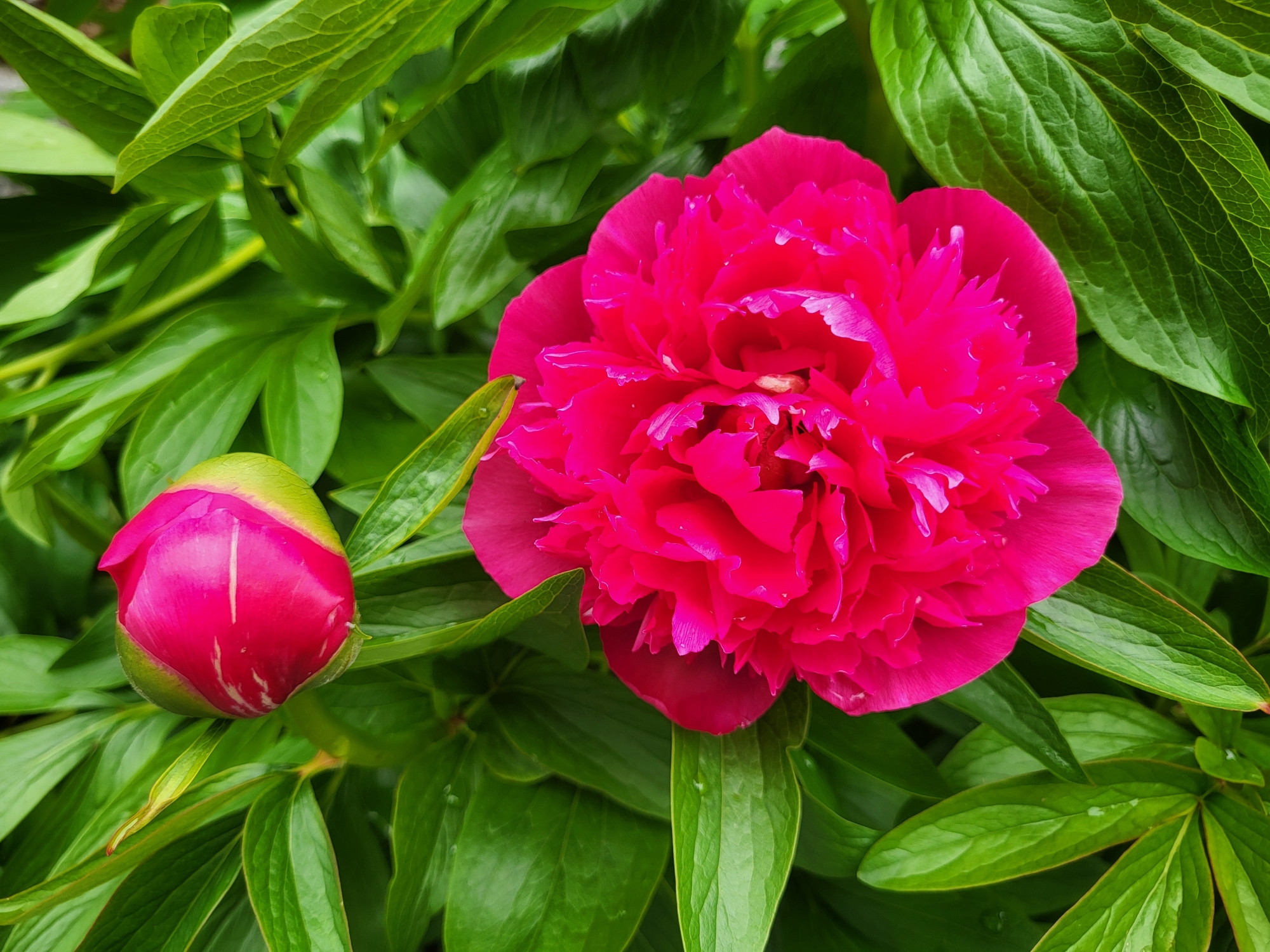 Peonies