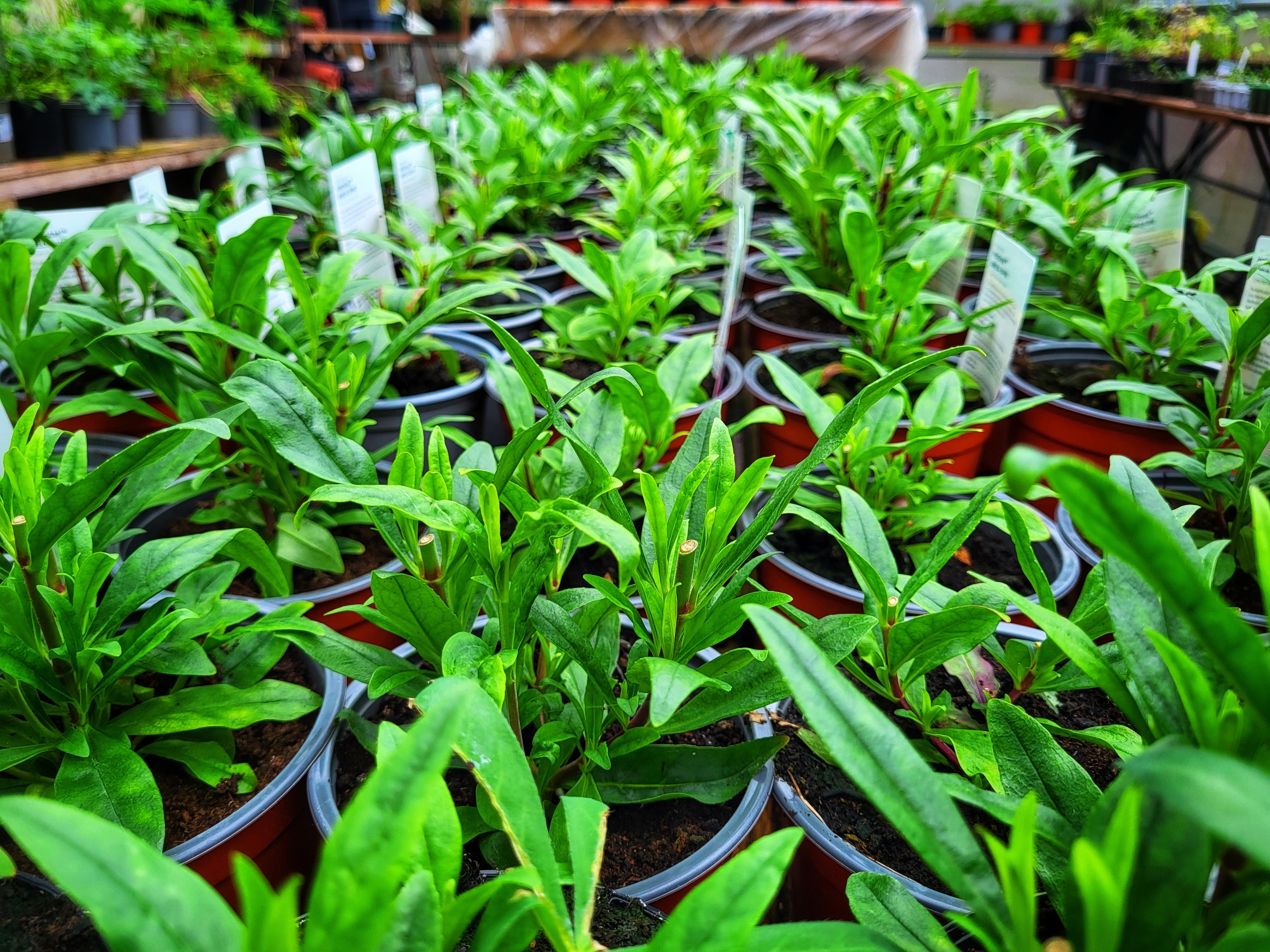 Plants for Plant Sale 2