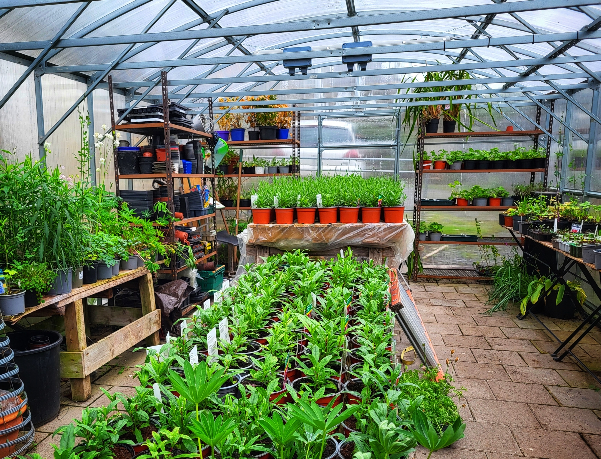 Plants for Plant Sale