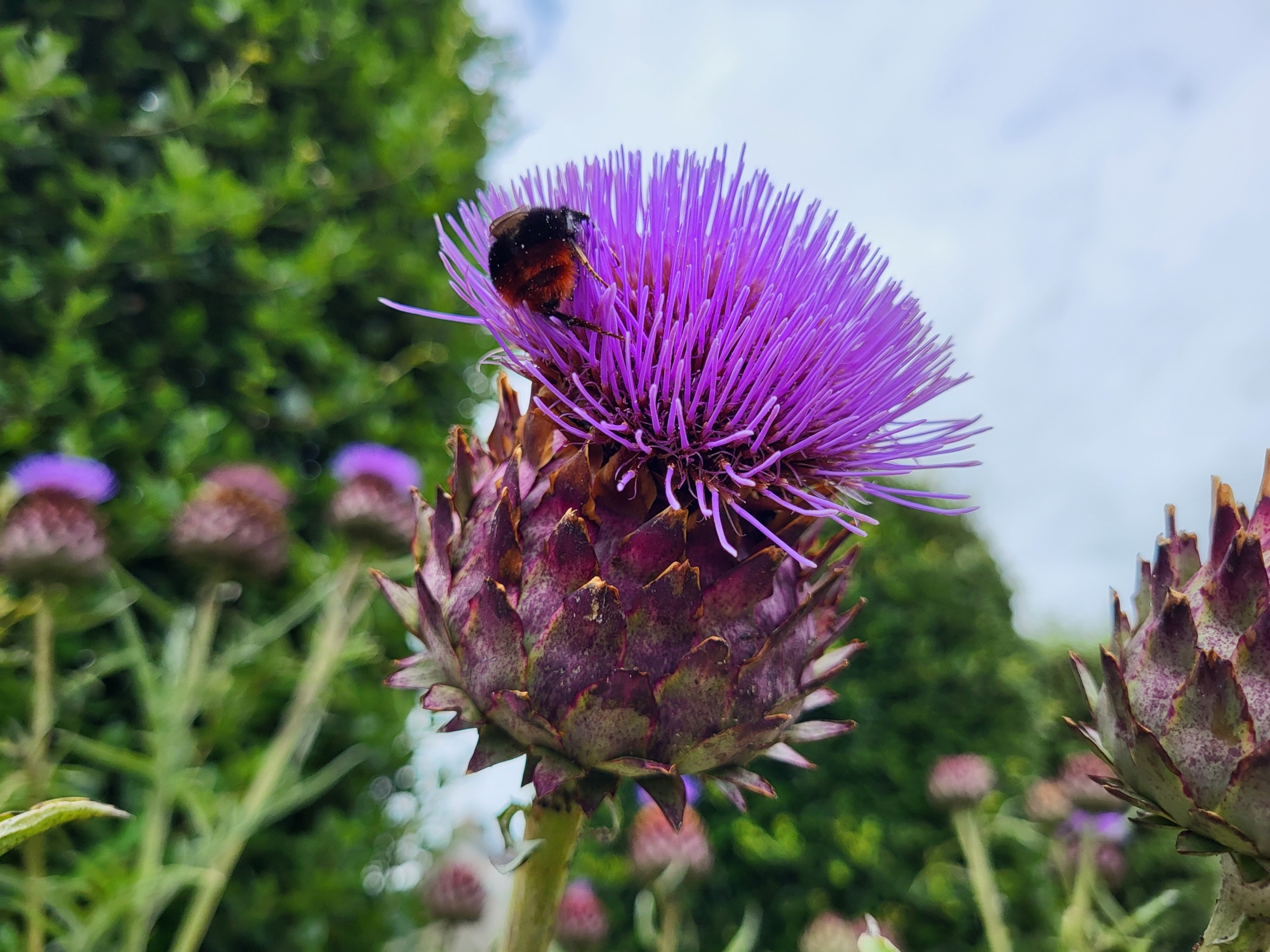 Artichoke