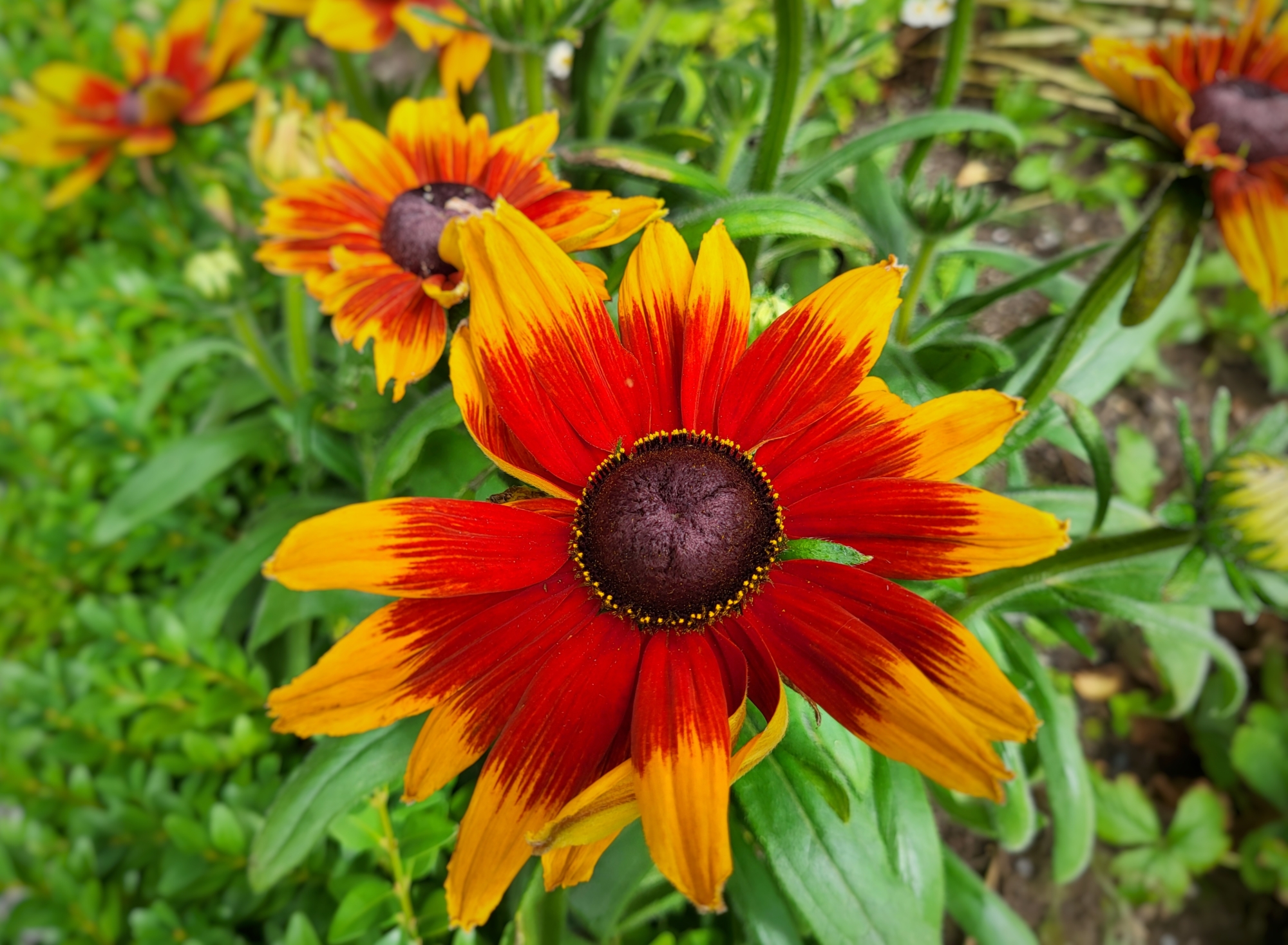 Rudbekia