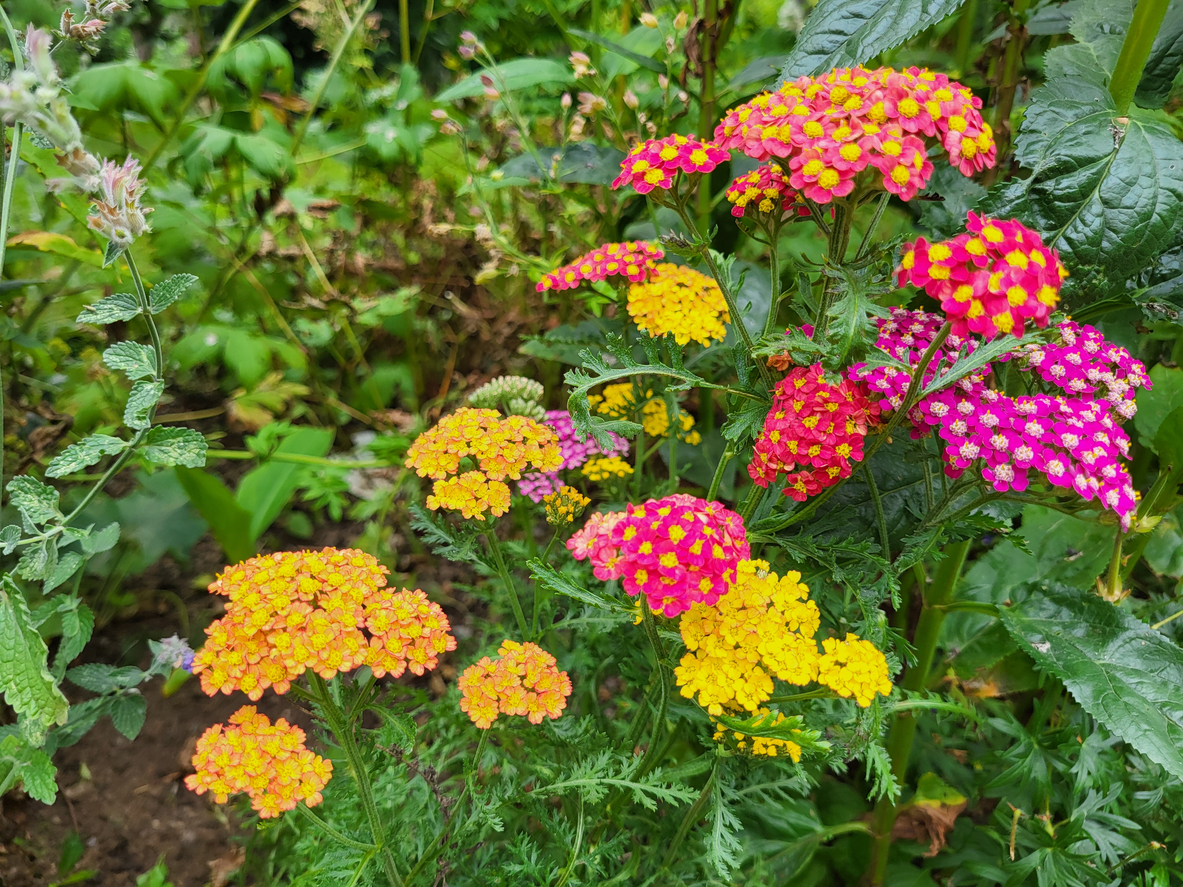 Yarrow