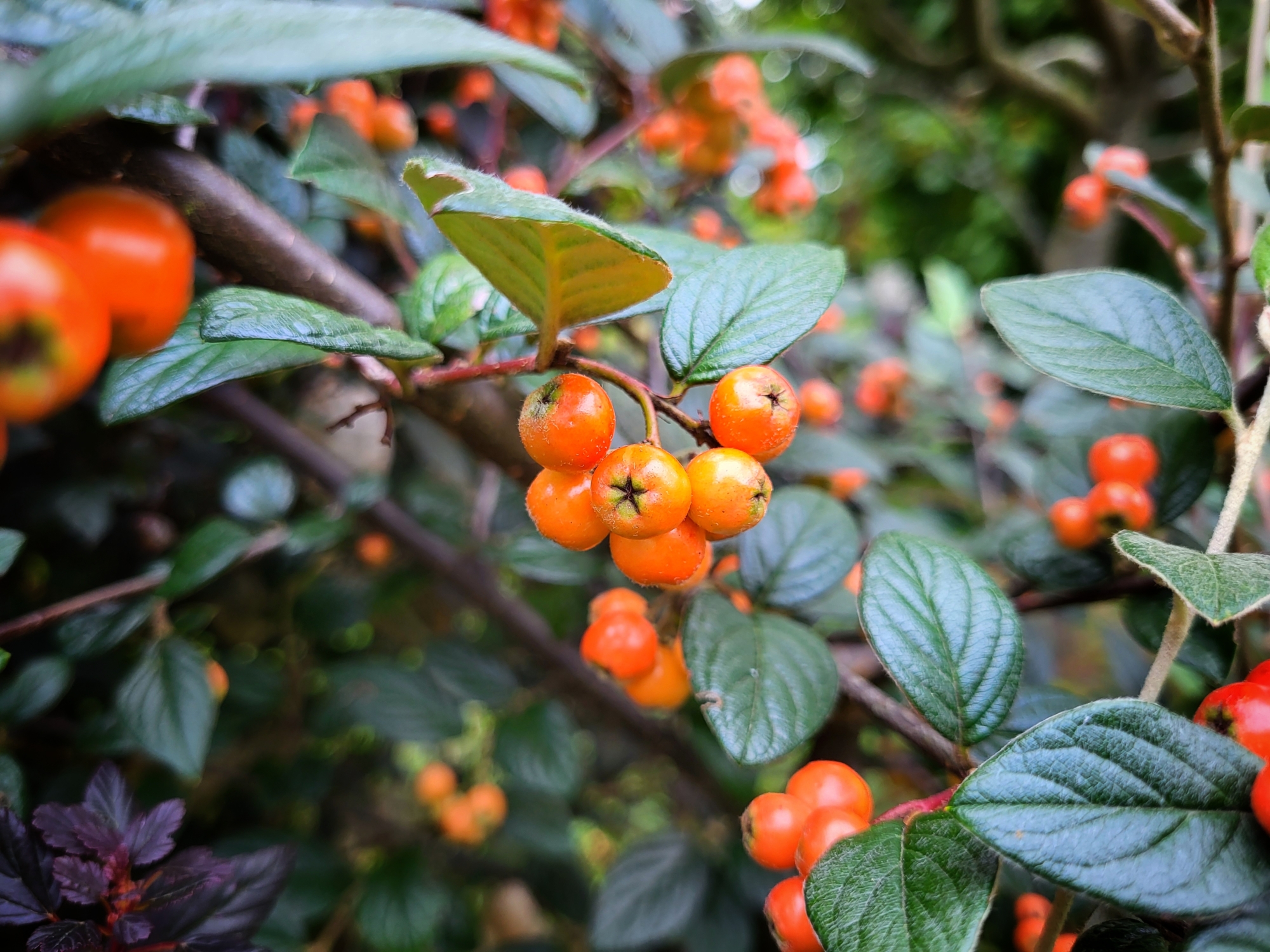 Cotoneaster