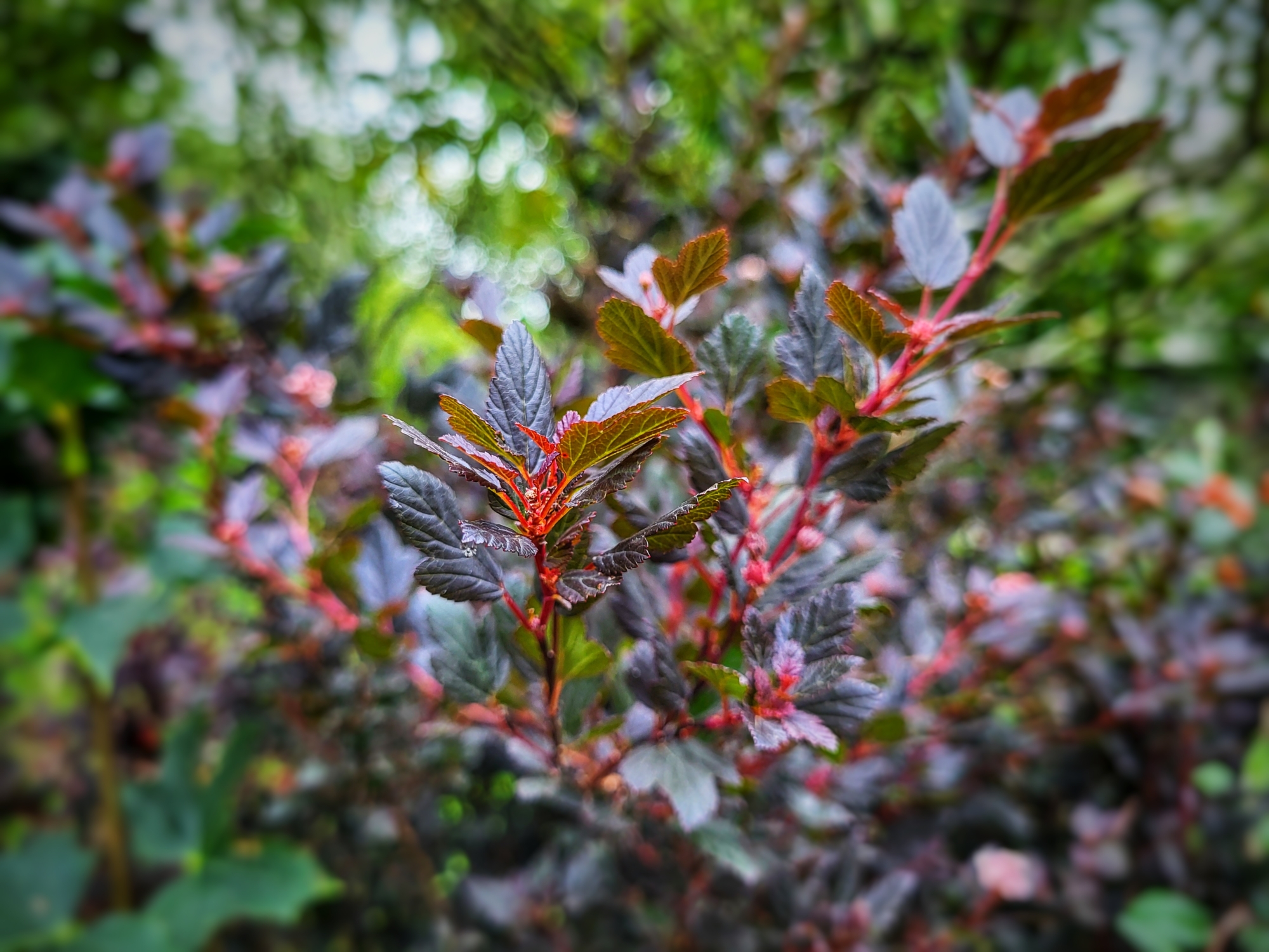 Physocarpus