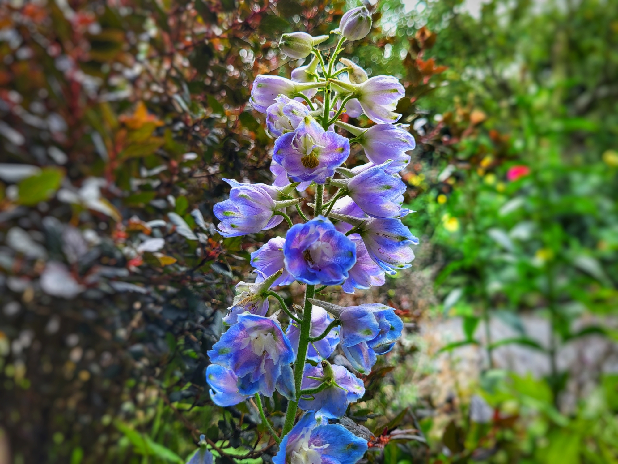 Delphinium (second flush)