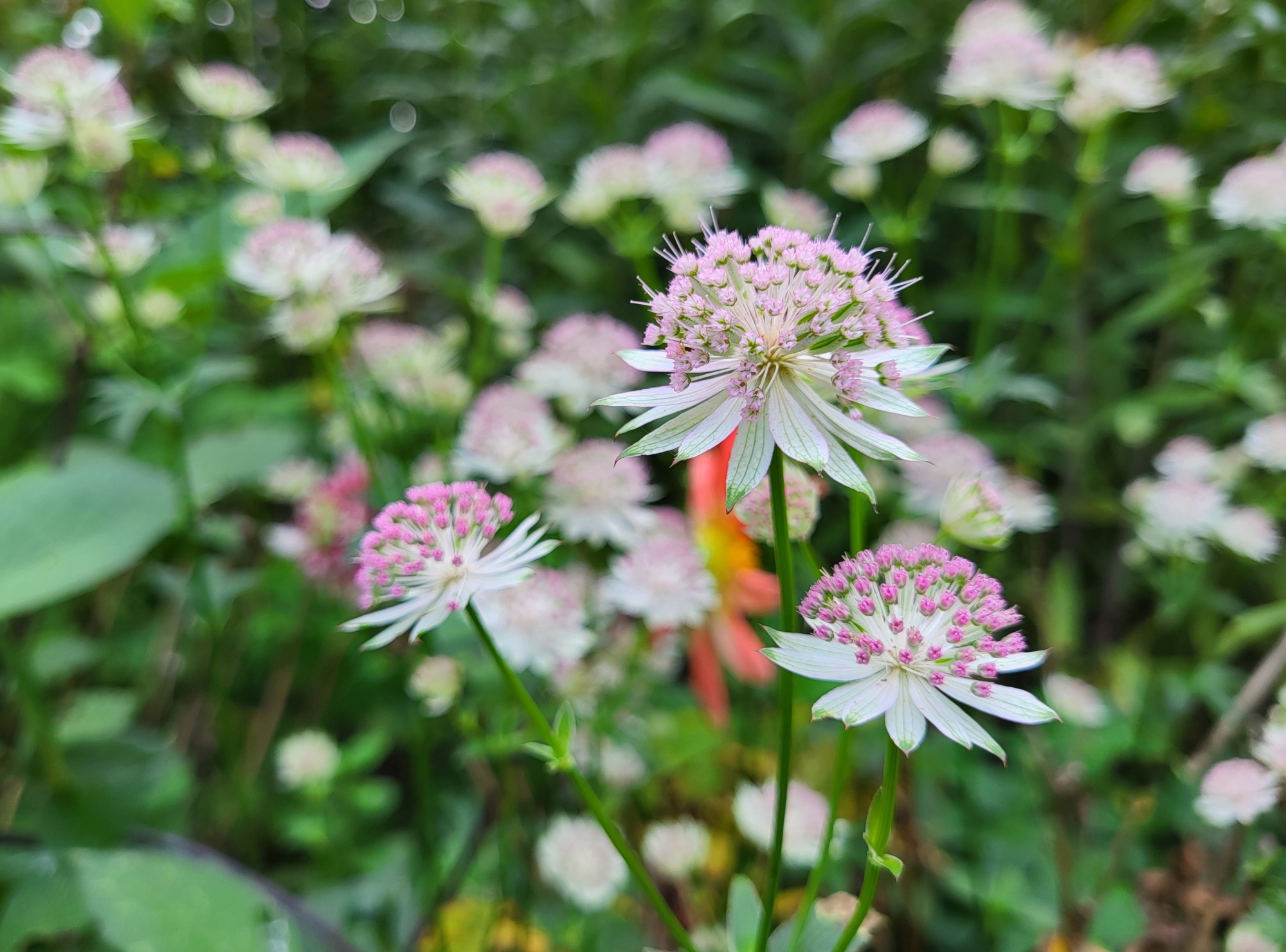 Astrantia (second flush)