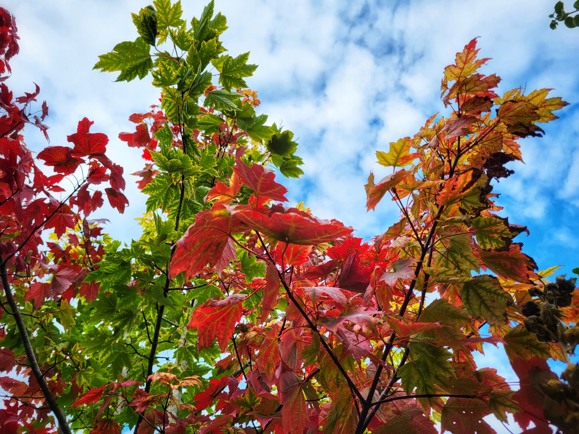 Acer Rubrum