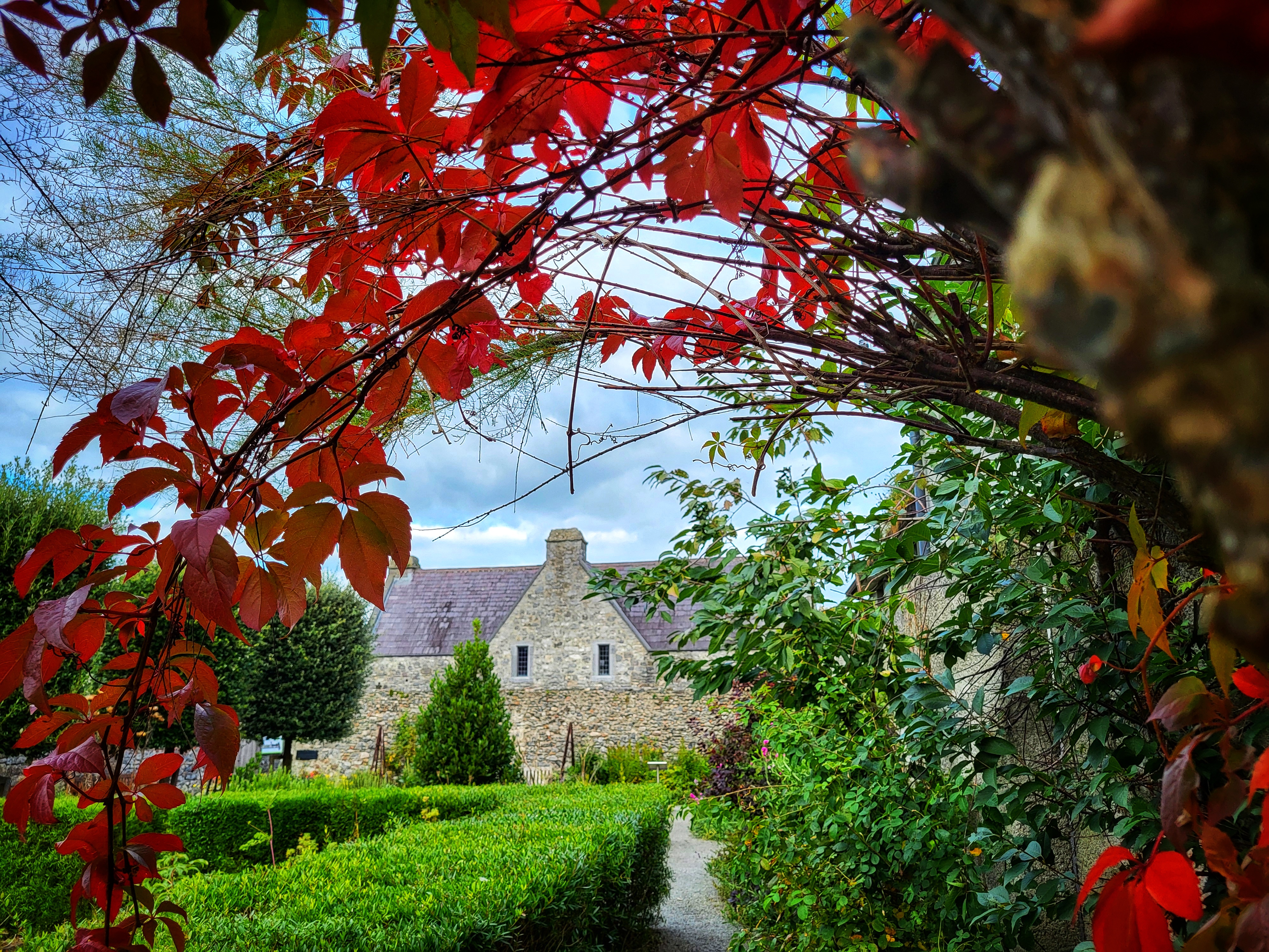 Virginia Creeper creates a natural frame over Rothe