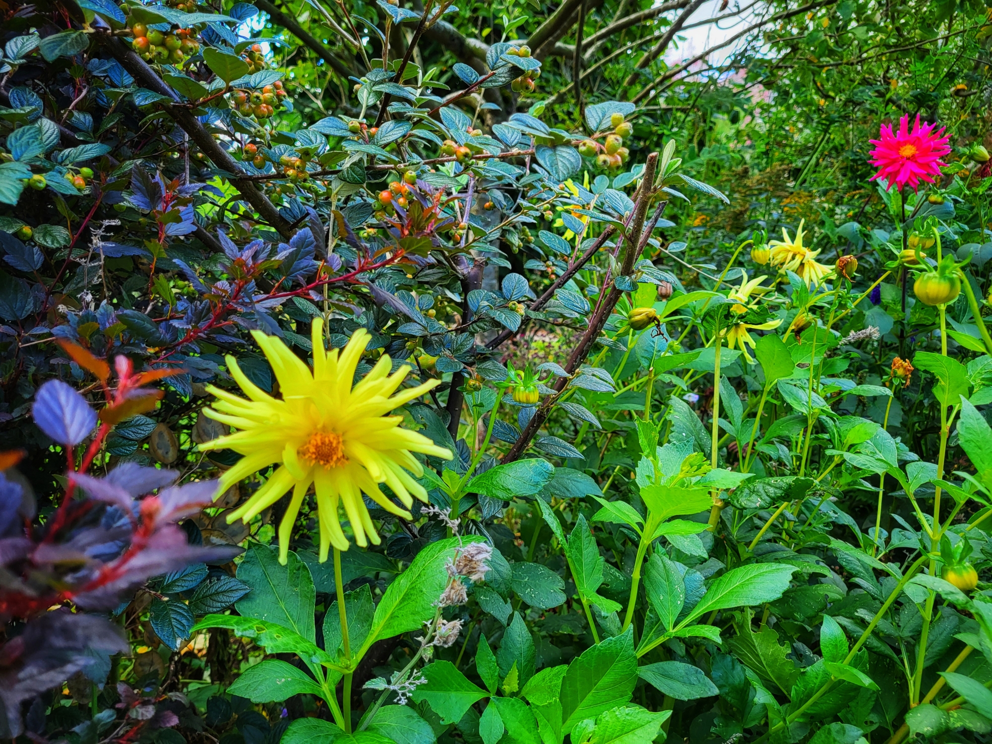 Dahlias
