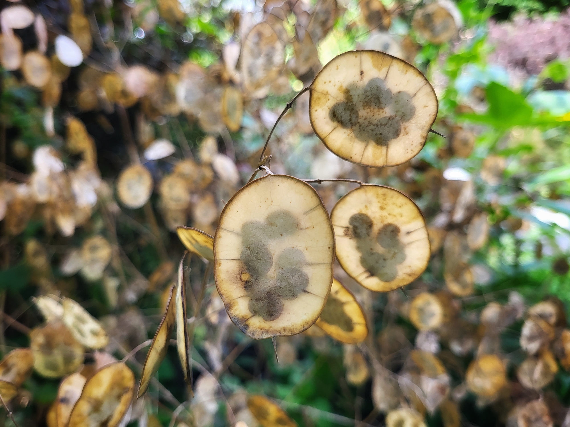 Honesty seed heads