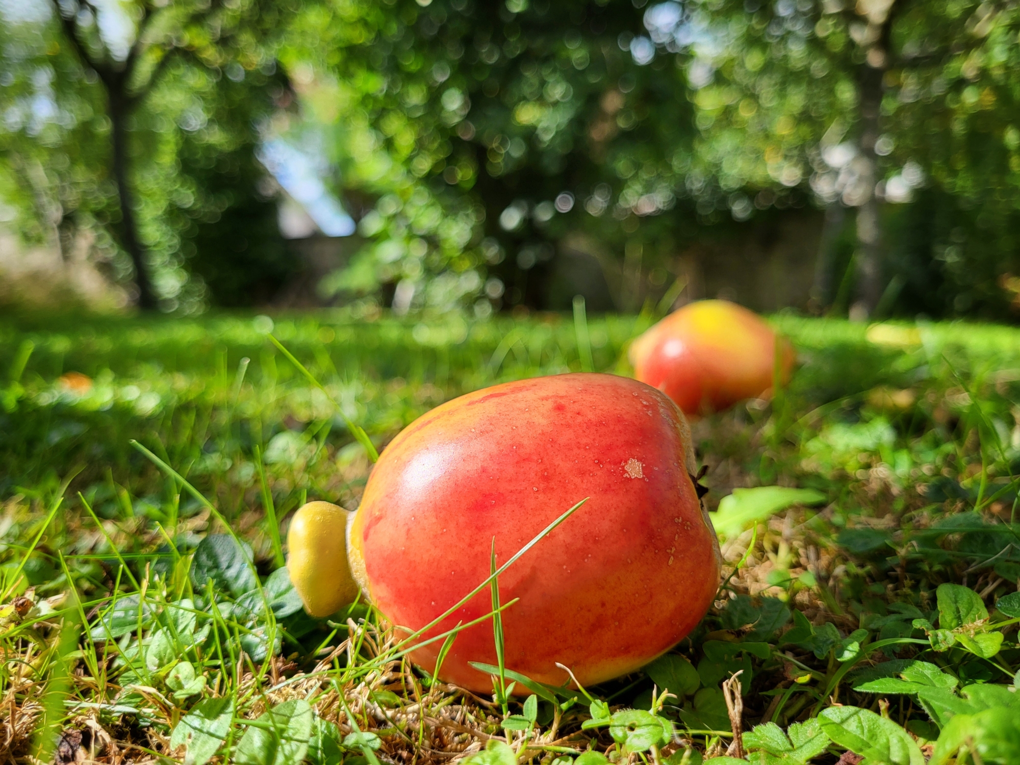 Lady Finger apples resting on the grass
