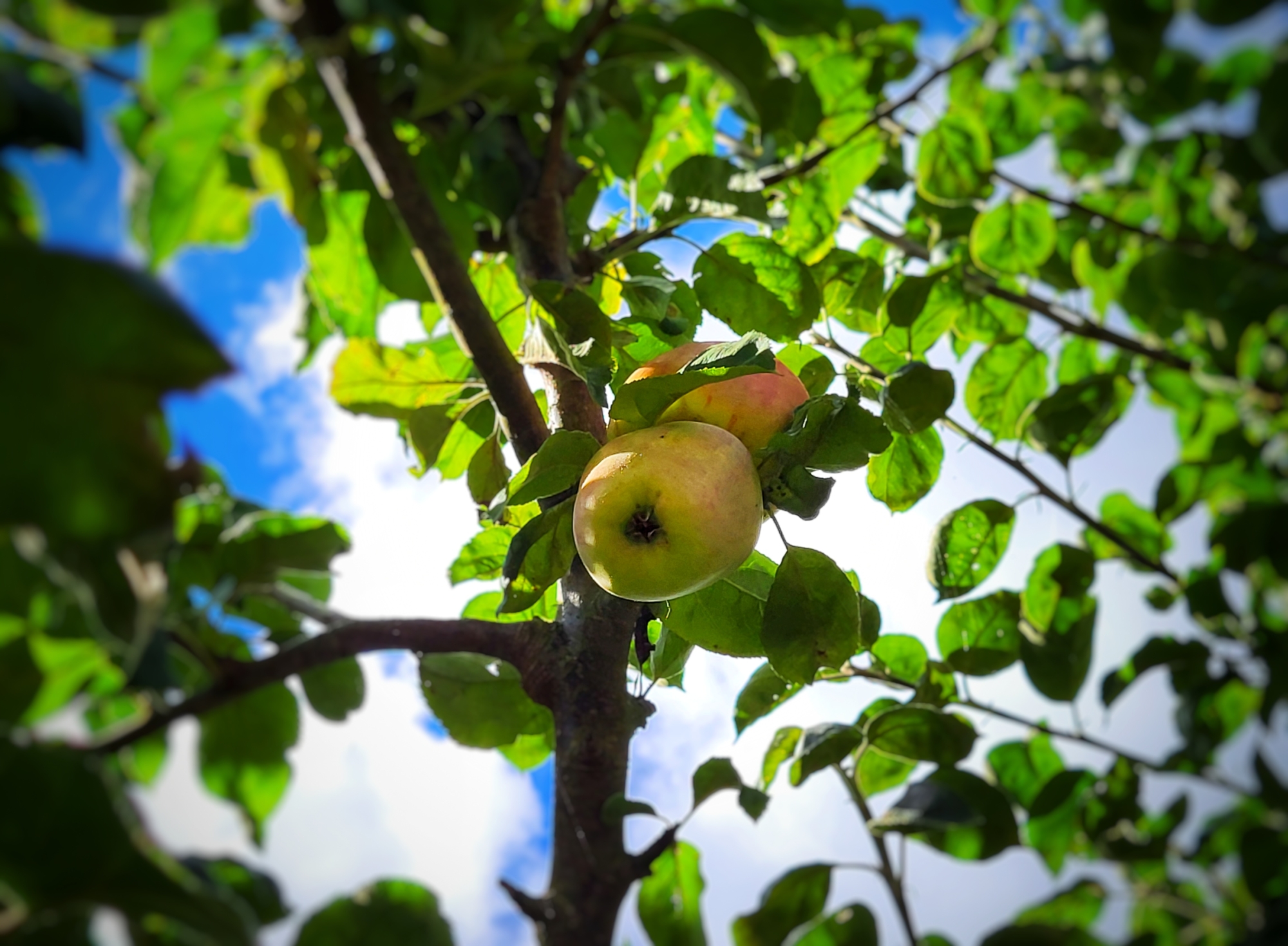 Lady finger apples