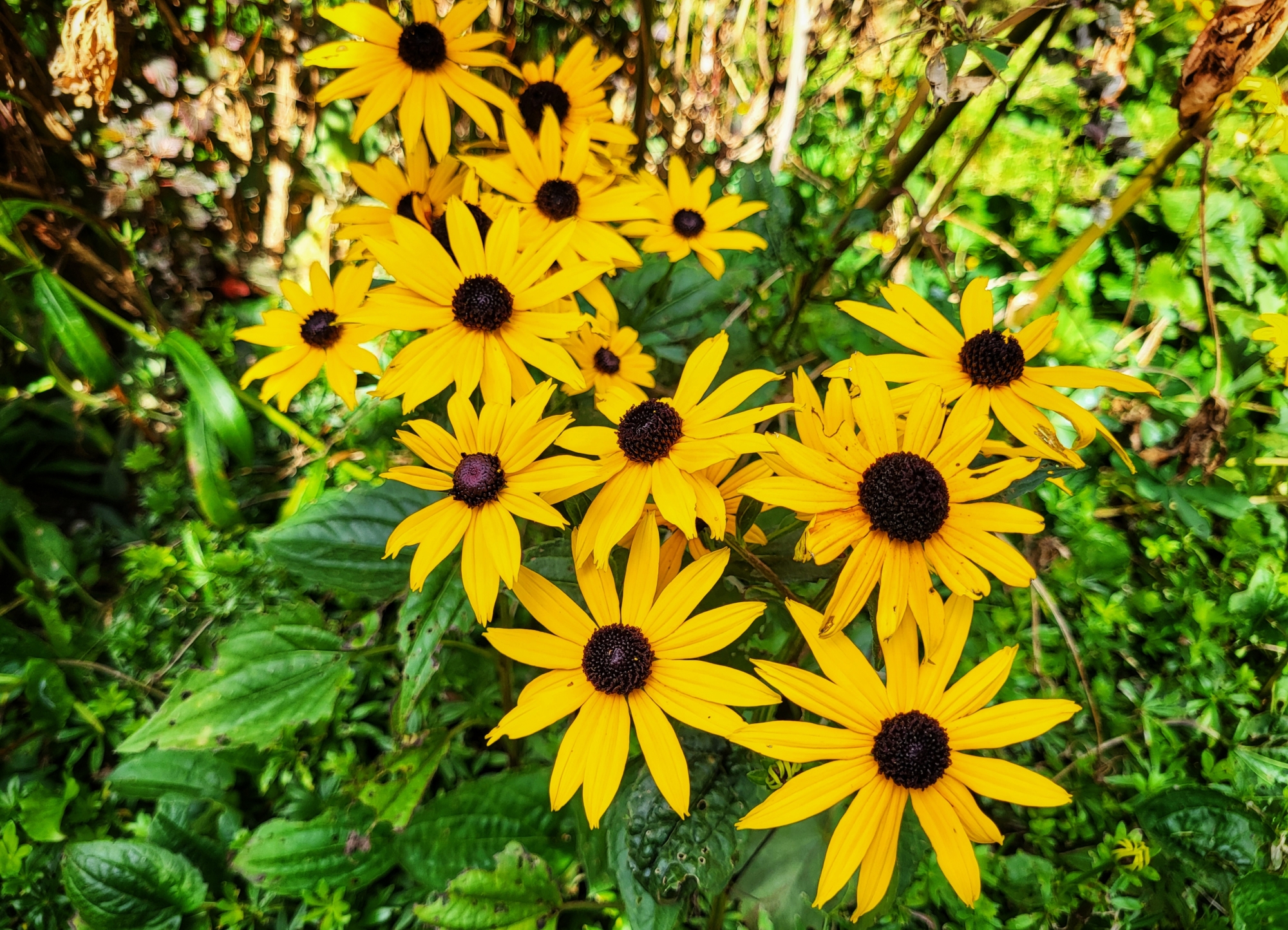 Yellow Rudbekia in bloom