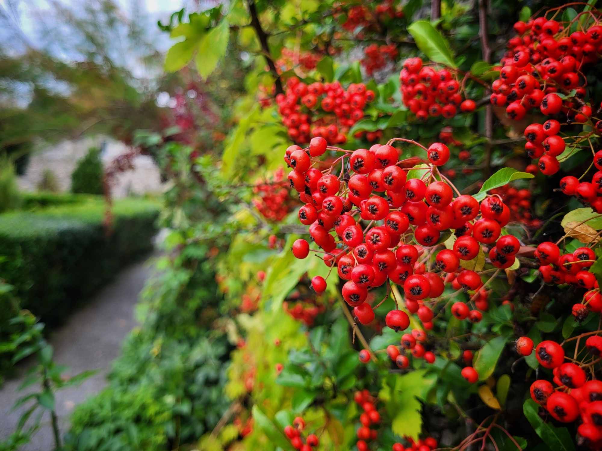 Pyracantha 