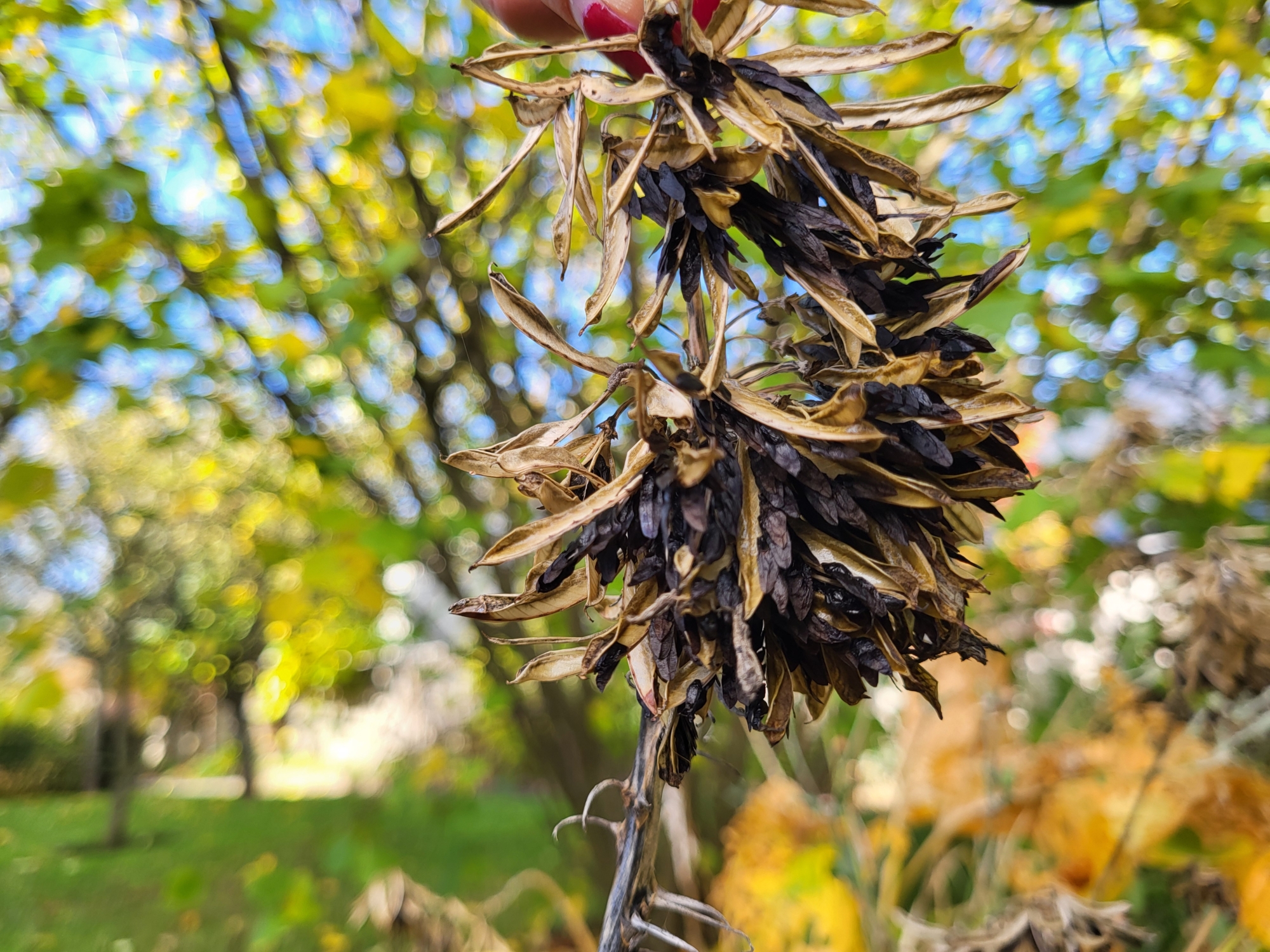 Hosta seeds