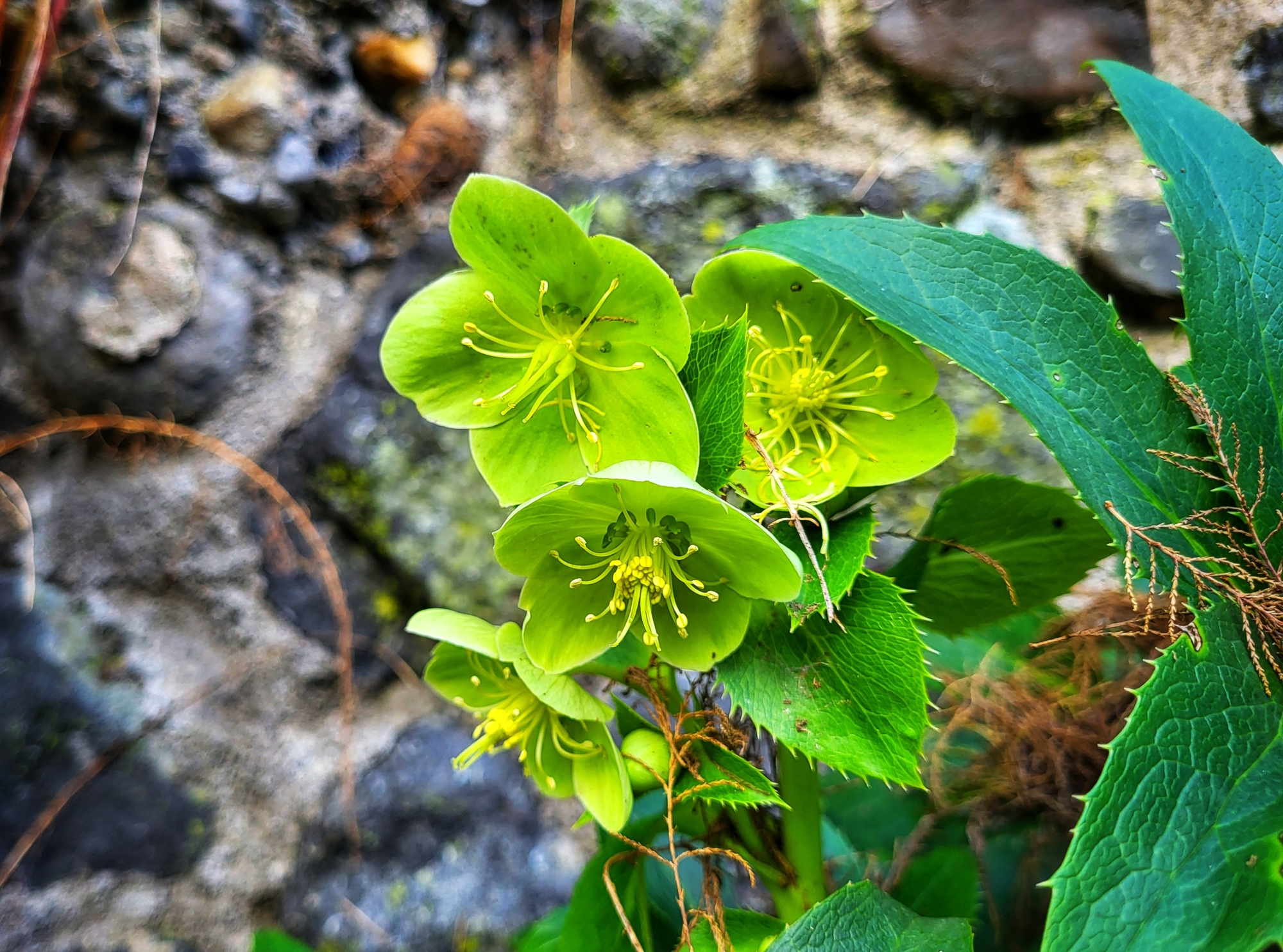 December Hellebores