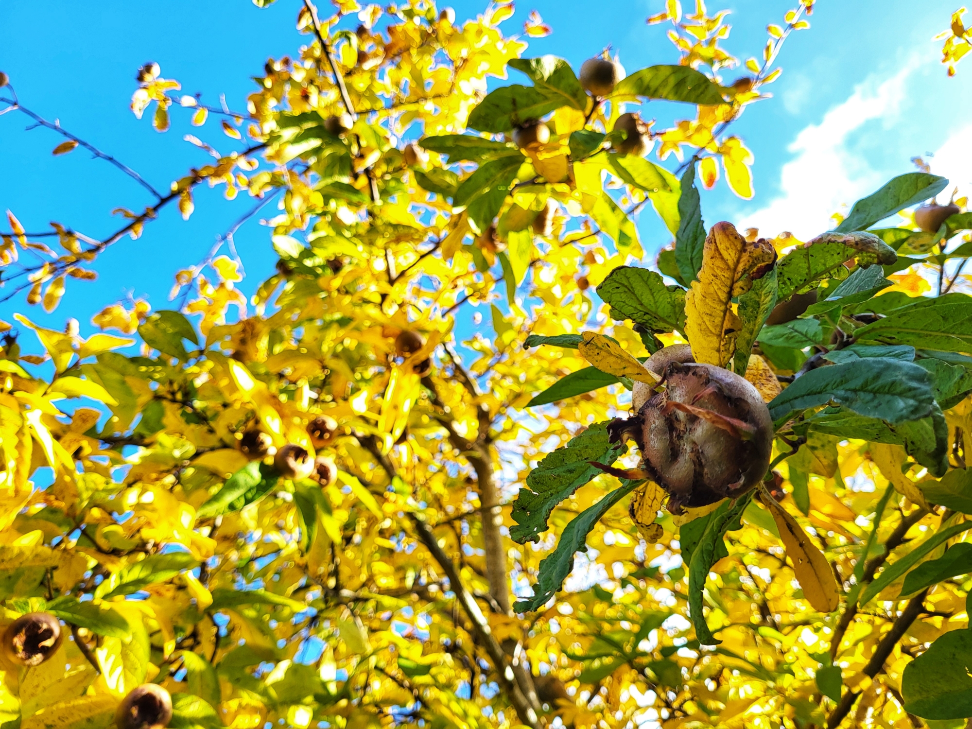 Medlar